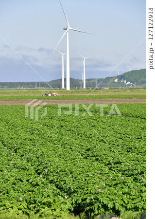 初夏の北海道江差町でジャガイモ畑の風景を撮影 127122918