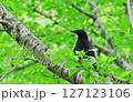 ハシボソカラスの若鳥と新緑 127123106