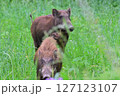 生活圏に現れるイノシシ 127123107