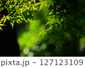 青葉の紅葉 127123109