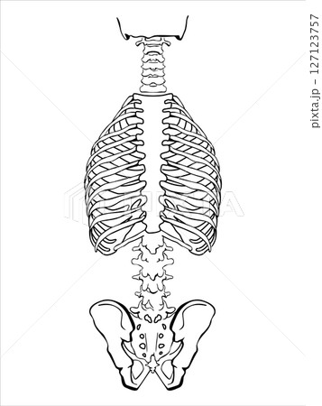 A human spine on a white background. The structure of the human spinal column. Correct posture of the musculoskeletal system. World Spine Day in October. 127123757