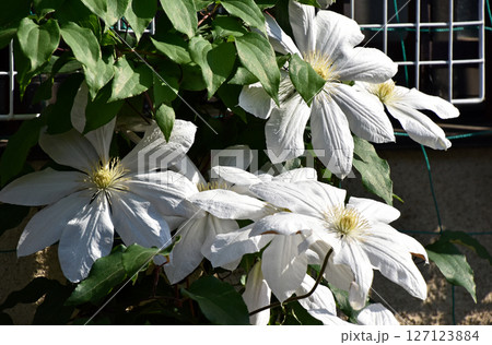 クレマチス クレマチス 127123884