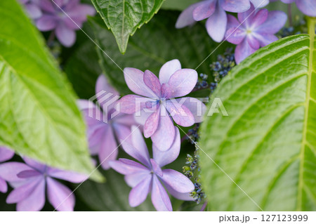 アジサイ ダンスパーティ アジサイ ダンスパーティ 127123999