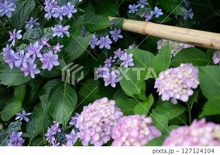 アジサイ　ダンスパーティ 127124104