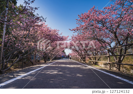 御前崎市にある浜岡砂丘の河津桜の風景(静岡県) 127124132