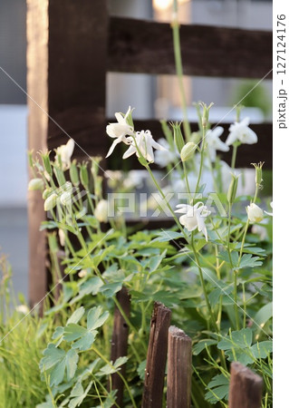 夕陽を浴びている家の庭に咲く白い花 127124176