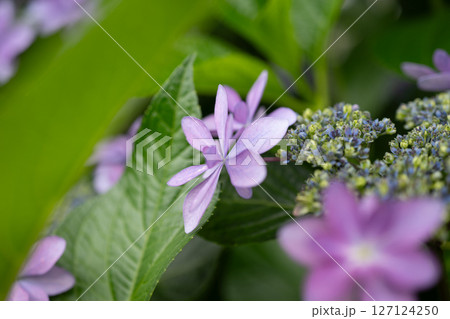 アジサイ　ダンスパーティ 127124250