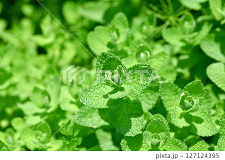 アップルミント 127124395