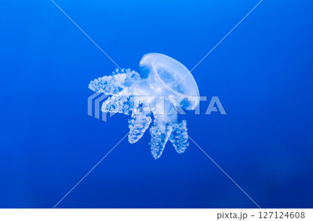 Transparent jellyfish floating in deep blue water 127124608