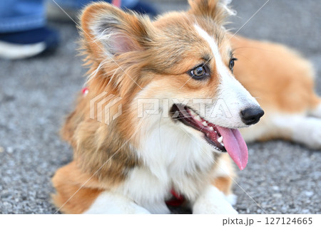 コーギーのお散歩　（ウェルシュコーギー） 127124665