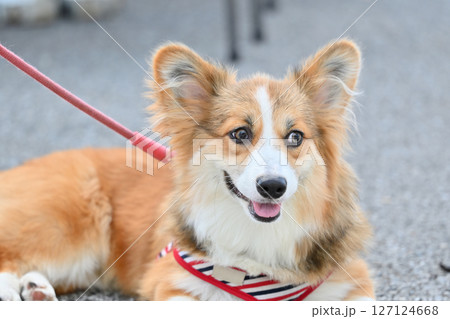 コーギーのお散歩　（ウェルシュコーギー） 127124668