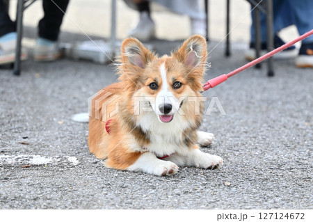 コーギーのお散歩　（ウェルシュコーギー） 127124672