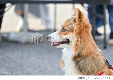 コーギーのお散歩　（ウェルシュコーギー） 127124673