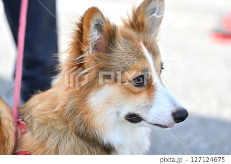 コーギーのお散歩　（ウェルシュコーギー） 127124675