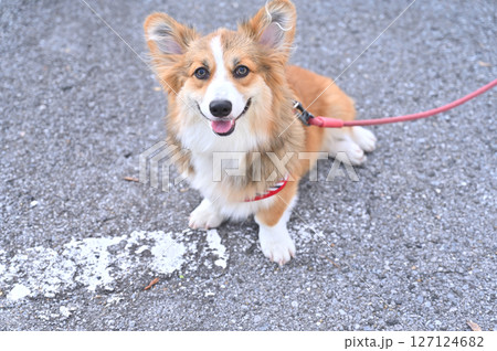 コーギーのお散歩　（ウェルシュコーギー） 127124682