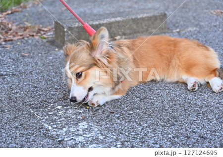コーギーのお散歩　（ウェルシュコーギー） 127124695