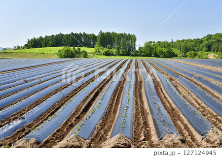初夏の北海道厚沢部町で芽を出してきたサツマイモ畑の風景を撮影 127124945