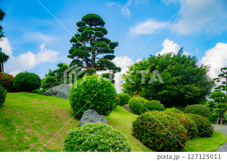 Japanese garden.  127125011
