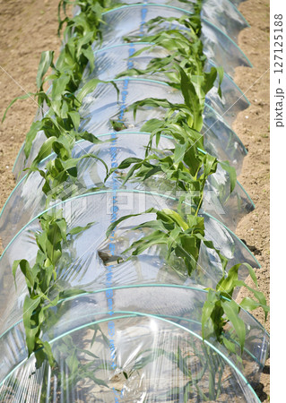 初夏の北海道厚沢部町でトウモロコシ畑の風景を撮影 初夏の北海道厚沢部町でトウモロコシ畑の風景を撮影 127125188