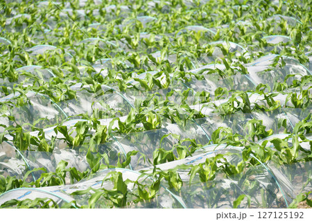 初夏の北海道厚沢部町でトウモロコシ畑の風景を撮影 初夏の北海道厚沢部町でトウモロコシ畑の風景を撮影 127125192