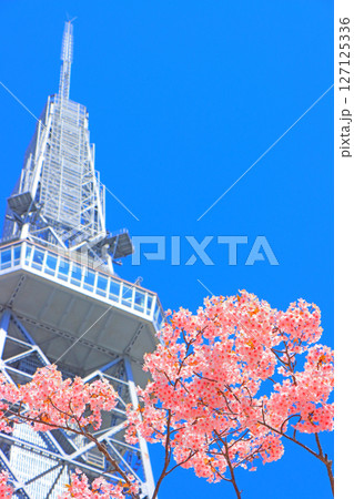 愛知県名古屋市、河津桜と名古屋テレビ塔の風景 愛知県名古屋市、河津桜と名古屋テレビ塔の風景 127125336