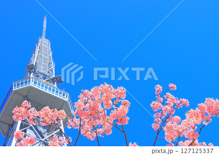 愛知県名古屋市、河津桜と名古屋テレビ塔の風景 愛知県名古屋市、河津桜と名古屋テレビ塔の風景 127125337
