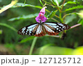 吸蜜するアサギマダラ 127125712