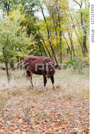 Brown cow standing on autumn grass in forest clearing. Brown cow standing on autumn grass in forest clearing. 127125959