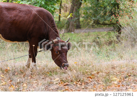 Brown cow eating dry autumn grass in forest meadow. Brown cow eating dry autumn grass in forest meadow. 127125961