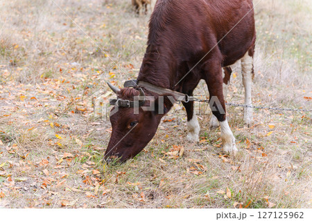 Brown cow eating dry autumn grass in forest meadow. 127125962