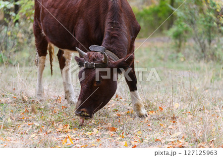Brown cow eating dry autumn grass in forest meadow. 127125963