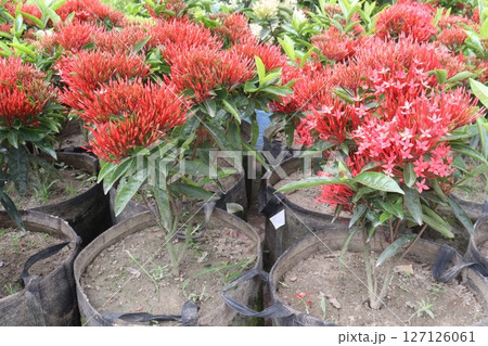 Chinese ixora flower plant on farm 127126061