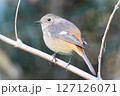 「えっ」と首をかしげている野鳥 127126071