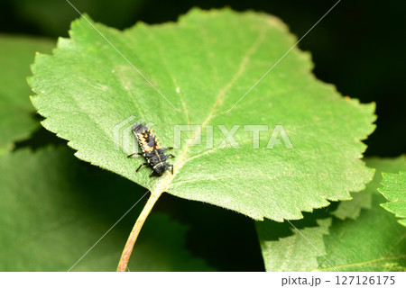 Ladybug larva, top view. 127126175