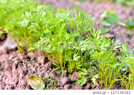 Green carrot shoots. Green carrot shoots. 127126181