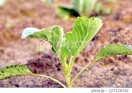 Green cabbage shoots. 127126182