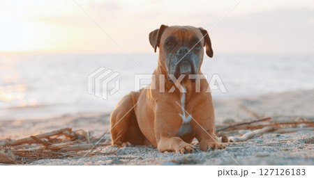 Boxer dog relaxing on the beach at sunset Boxer dog relaxing on the beach at sunset 127126183