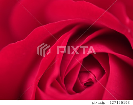 5月に美しく咲いた赤色のバラ「ユーロピアーナ」 127126198