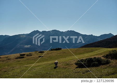 Australian shepherd dog walking across an open meadow in the Komovi mountains, Montenegro. Sunny autumn day with clear skies and scenic alpine ridgeline in the background Australian shepherd dog walking across an open meadow in the Komovi mountains, Montenegro. Sunny autumn day with clear skies and scenic alpine ridgeline in the background 127126696
