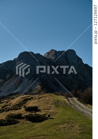 Australian shepherd dog walking on a grassy trail at the foot of Komovi peaks in Montenegro. Peaceful autumn landscape with dramatic alpine backdrop under a deep blue sky 127126697