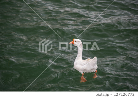ガチョウ　琵琶湖大津港　滋賀県大津市 127126772