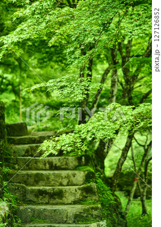 青もみじ 青もみじ 127126852