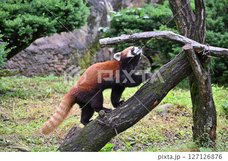 レッサーパンダ　 127126876