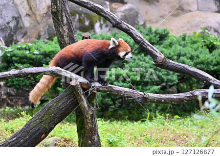 レッサーパンダ　 127126877