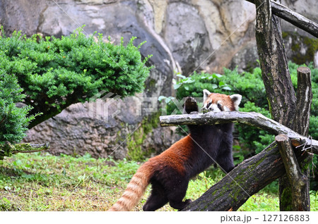 レッサーパンダ　 127126883