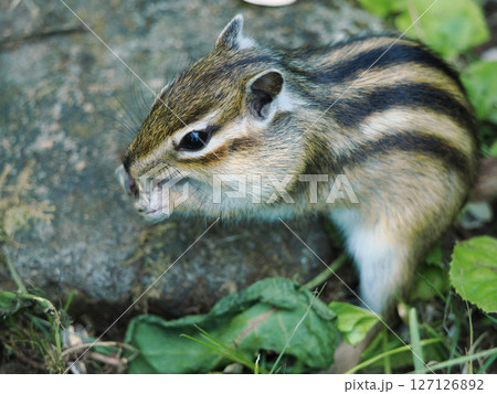 可愛らしいシマリス 可愛らしいシマリス 127126892