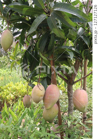 mango on tree in farm for sell 127127126