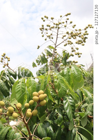 Longan fruit on tree in farm 127127130