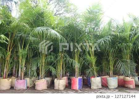 areca palm plant on farm areca palm plant on farm 127127144