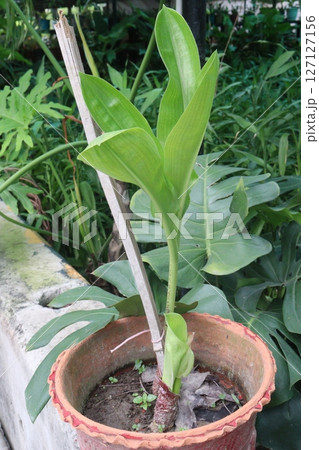 Haemanthus flower plant on nursery Haemanthus flower plant on nursery 127127156